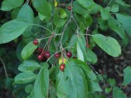 ripe Pyrus pashia fruits