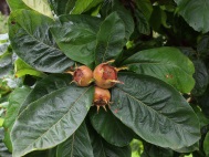 ripe Mespilus germanica fruits