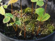 Rehderodendrons seedlings