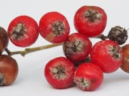  ripe Sorbus fruits