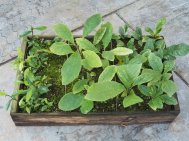 5 Seedlings in tray