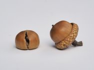  Ripe acorns