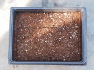 3 Old fashioned wooden seed trays 