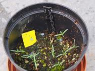 Cupressus tortulosa seedlings