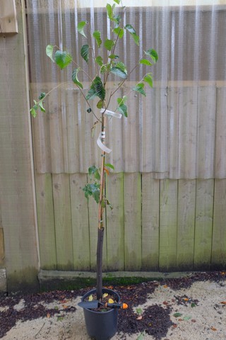 Betula Utilis 'Nepalese Orange' from Burncoose Nurseries