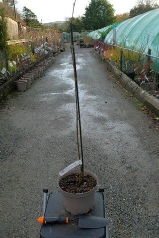 Betula Utilis Subsp. Utilis 'Nepalese Orange' from Burncoose Nurseries