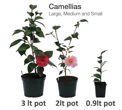Camellia 'Nuccio'S Jewel' from Burncoose Nurseries