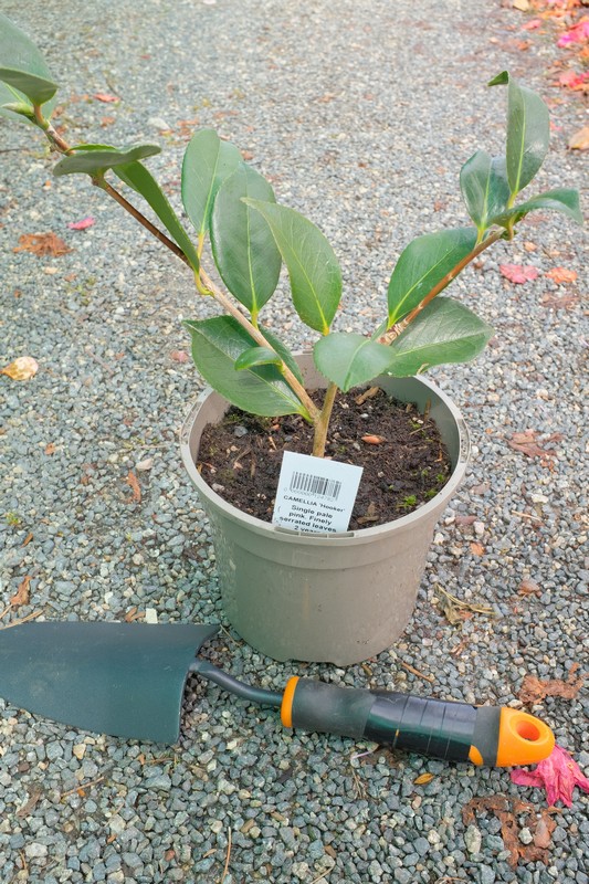 Camellia 'Hooker' from Burncoose Nurseries