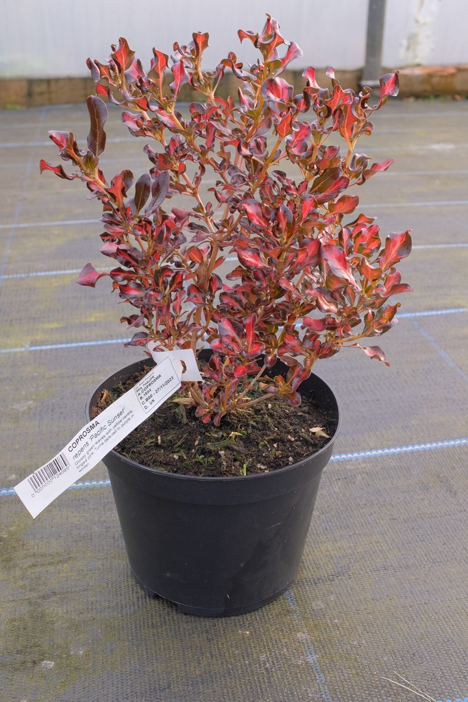 Coprosma Repens 'Pacific Sunset' from Burncoose Nurseries