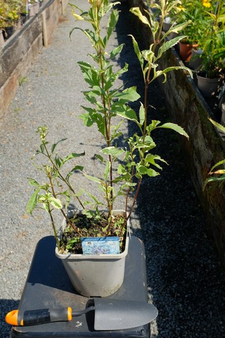 Eupatorium Fortunei 'Pink Elegance' from Burncoose Nurseries