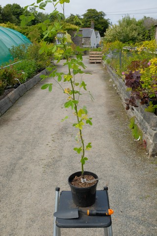 Laburnum Anagyroides 'Yellow Rocket' from Burncoose Nurseries