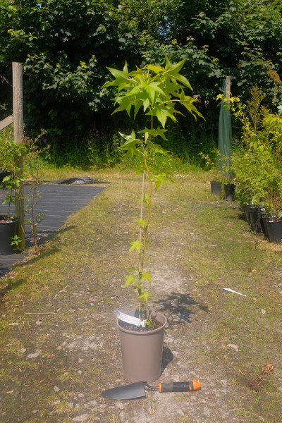 Liquidambar Styraciflua 'Slender Silhouette' from Burncoose Nurseries