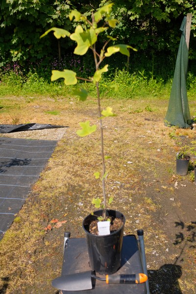 Liriodendron Tulipifera from Burncoose Nurseries