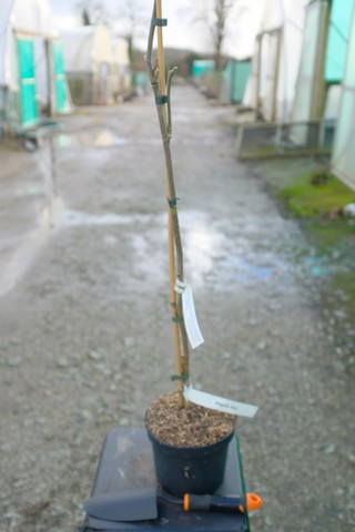 Magnolia ‘anya’ From Burncoose Nurseries