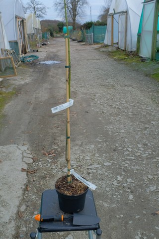 Magnolia 'Brixton Belle' from Burncoose Nurseries