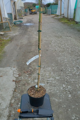 Magnolia 'Cecil Nice' from Burncoose Nurseries