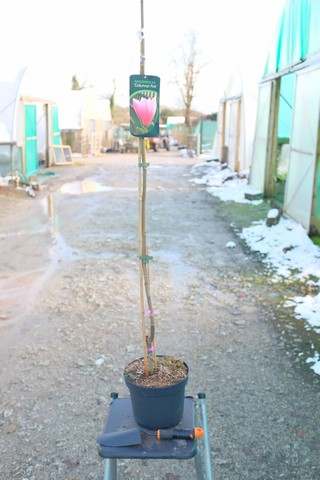 Magnolia 'Columnar Pink' from Burncoose Nurseries