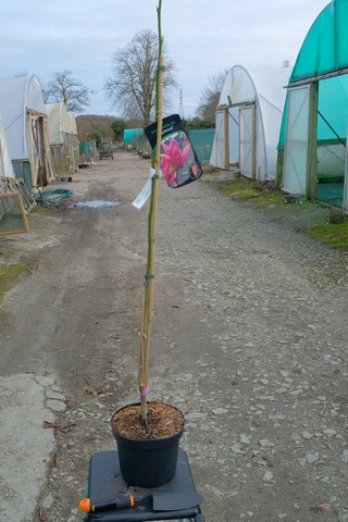 Magnolia 'Daybreak' from Burncoose Nurseries