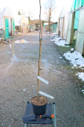 Magnolia 'eleanor May' From Burncoose Nurseries