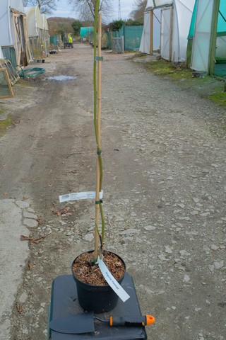 Magnolia 'Flamingo' from Burncoose Nurseries