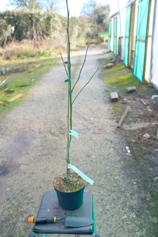 Magnolia Kobus 'Pink Kobus' from Burncoose Nurseries