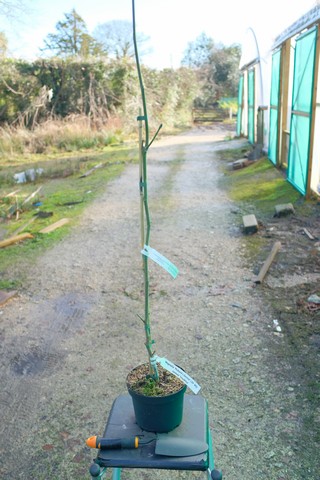 Magnolia 'Pickard'S Garnet' from Burncoose Nurseries