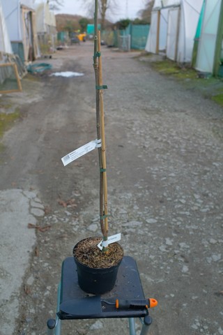 Magnolia 'Pickard'S Ruby' from Burncoose Nurseries