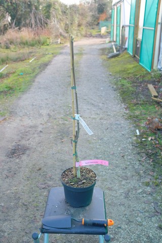 Magnolia 'Purple Sensation' from Burncoose Nurseries