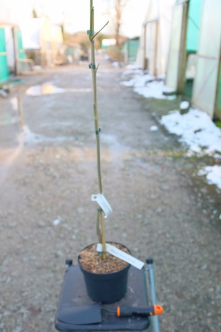 Magnolia 'Shirley’S Perfume' from Burncoose Nurseries