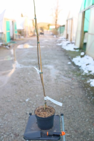 Magnolia 'Sweet Sixteen' from Burncoose Nurseries