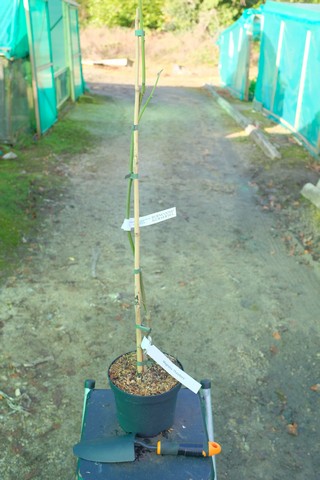 Magnolia 'Theodora' from Burncoose Nurseries