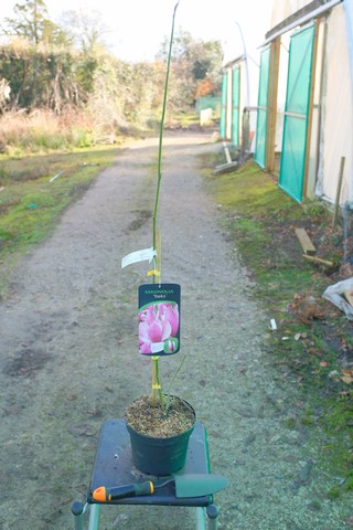 Magnolia 'Yaeko' from Burncoose Nurseries