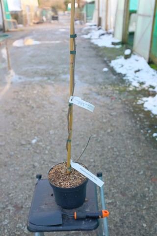 Magnolia Acuminata ‘Seiju’ from Burncoose Nurseries