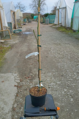 Magnolia Denudata 'Fragrant Cloud' from Burncoose Nurseries