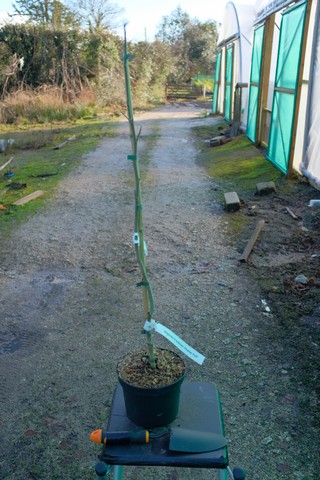 Magnolia X Loebneri 'Powder Puff' from Burncoose Nurseries