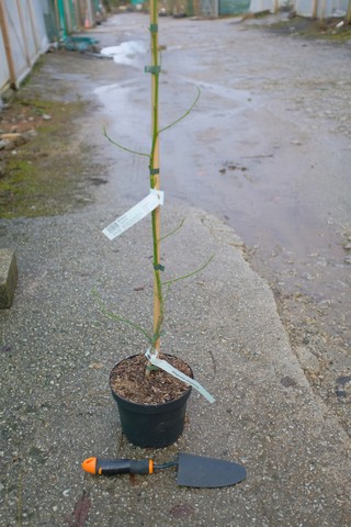 Michelia Chapensis from Burncoose Nurseries