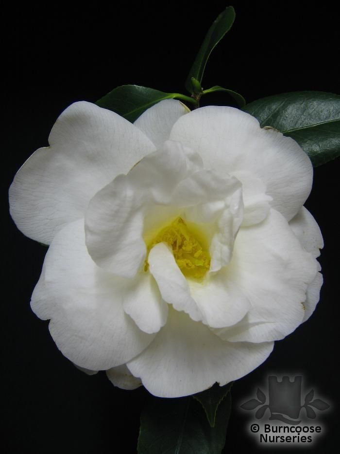 Camellia 'White Nun' from Burncoose Nurseries