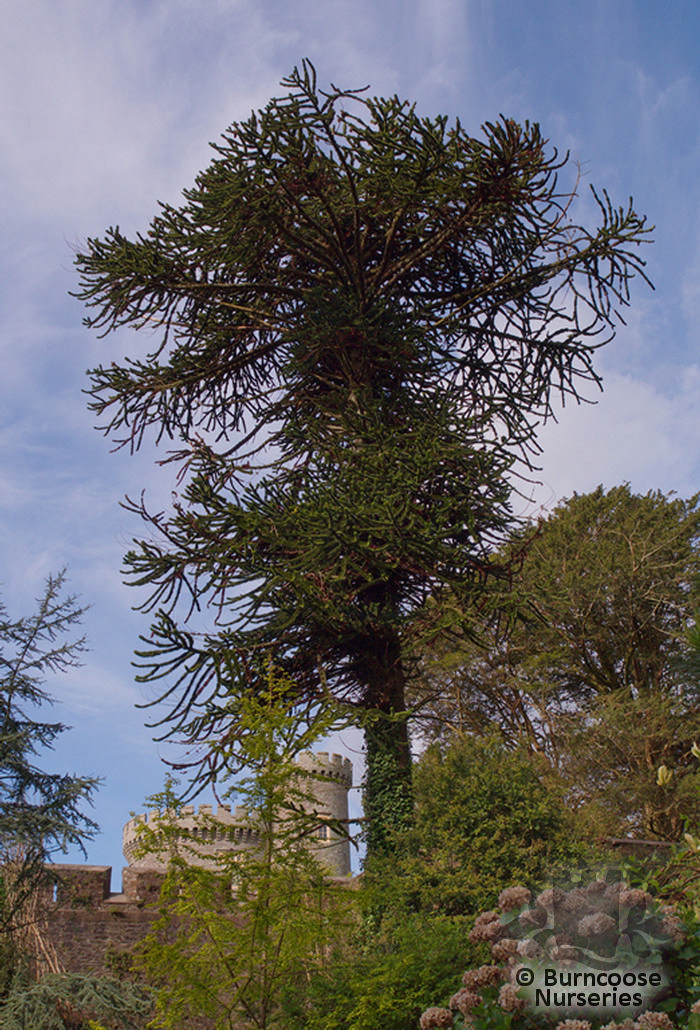 Araucaria Heterophylla From Burncoose Nurseries