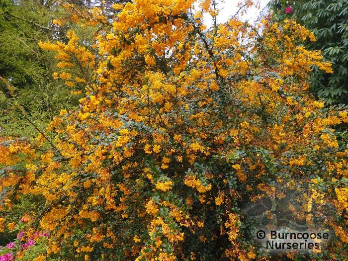 Berberis Darwinii From Burncoose Nurseries