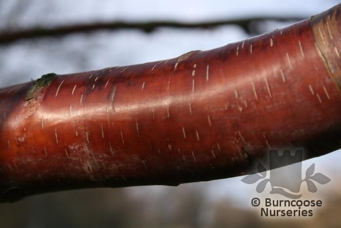 Betula From Burncoose Nurseries - Page 1