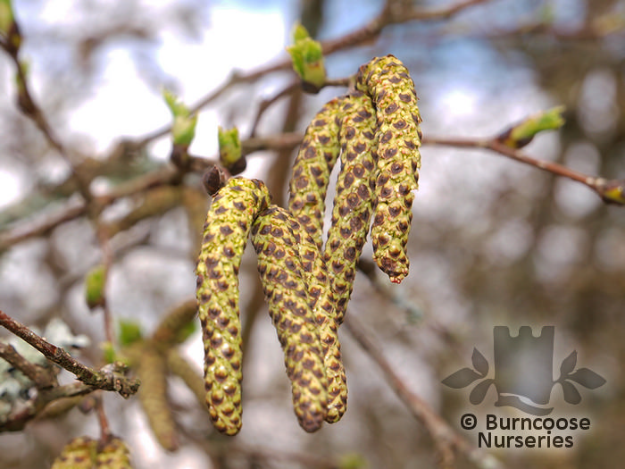 Betula From Burncoose Nurseries - Page 1