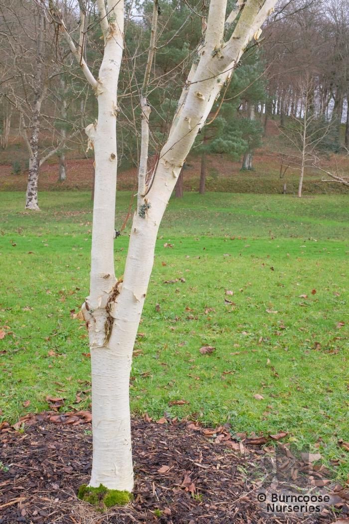 Betula Utilis Ssp. Jacquemontii from Burncoose Nurseries