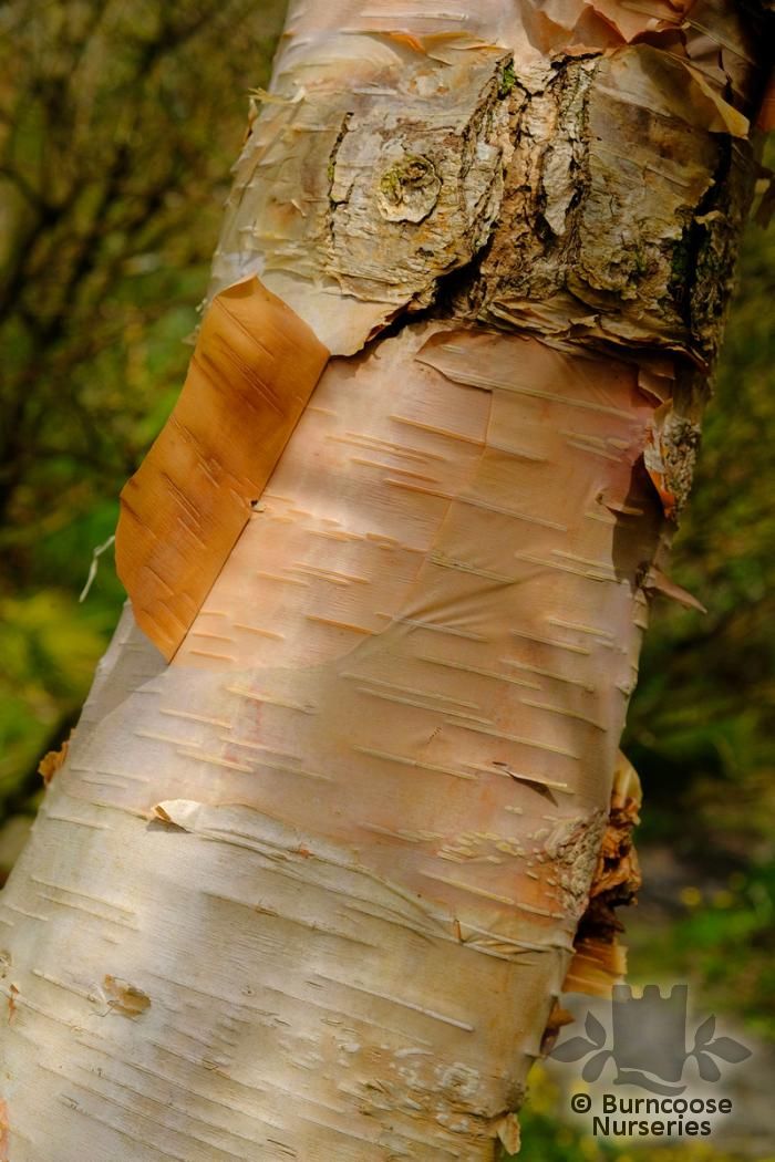 Betula Utilis 'Nepalese Orange' from Burncoose Nurseries