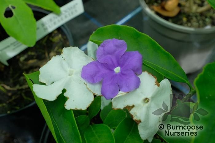 Brunfelsia Pauciflora From Burncoose Nurseries