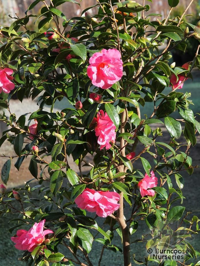 Camellia 'Elegant Beauty' from Burncoose Nurseries