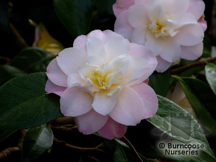Camellia from Burncoose Nurseries - Page 1