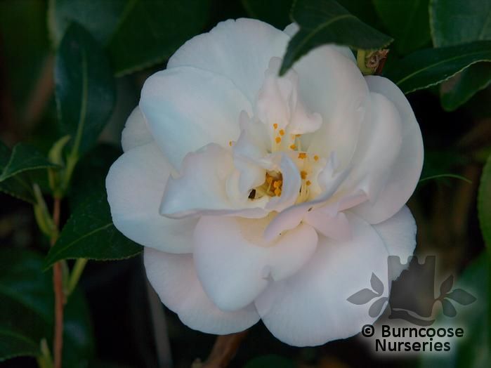 Camellia 'China Clay' from Burncoose Nurseries
