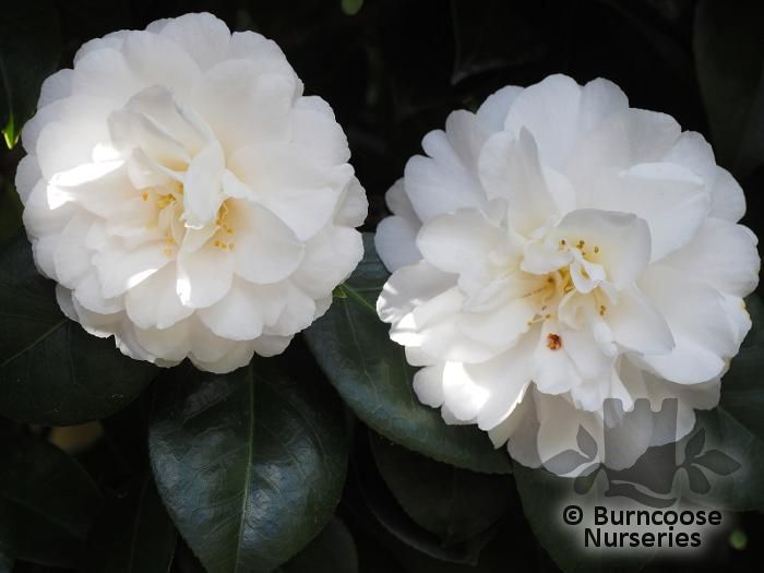 Camellia 'Dear Jenny' from Burncoose Nurseries