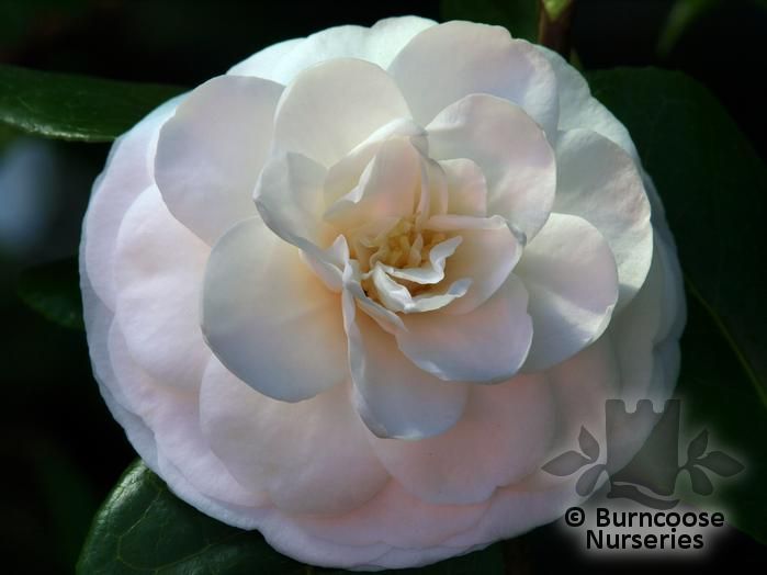 Camellia 'Jovey Carlyon' from Burncoose Nurseries