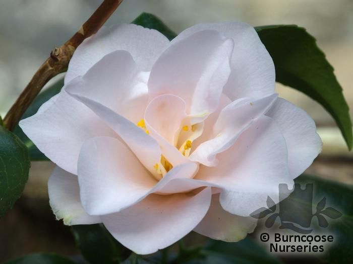 Camellia 'Magnoliiflora' from Burncoose Nurseries
